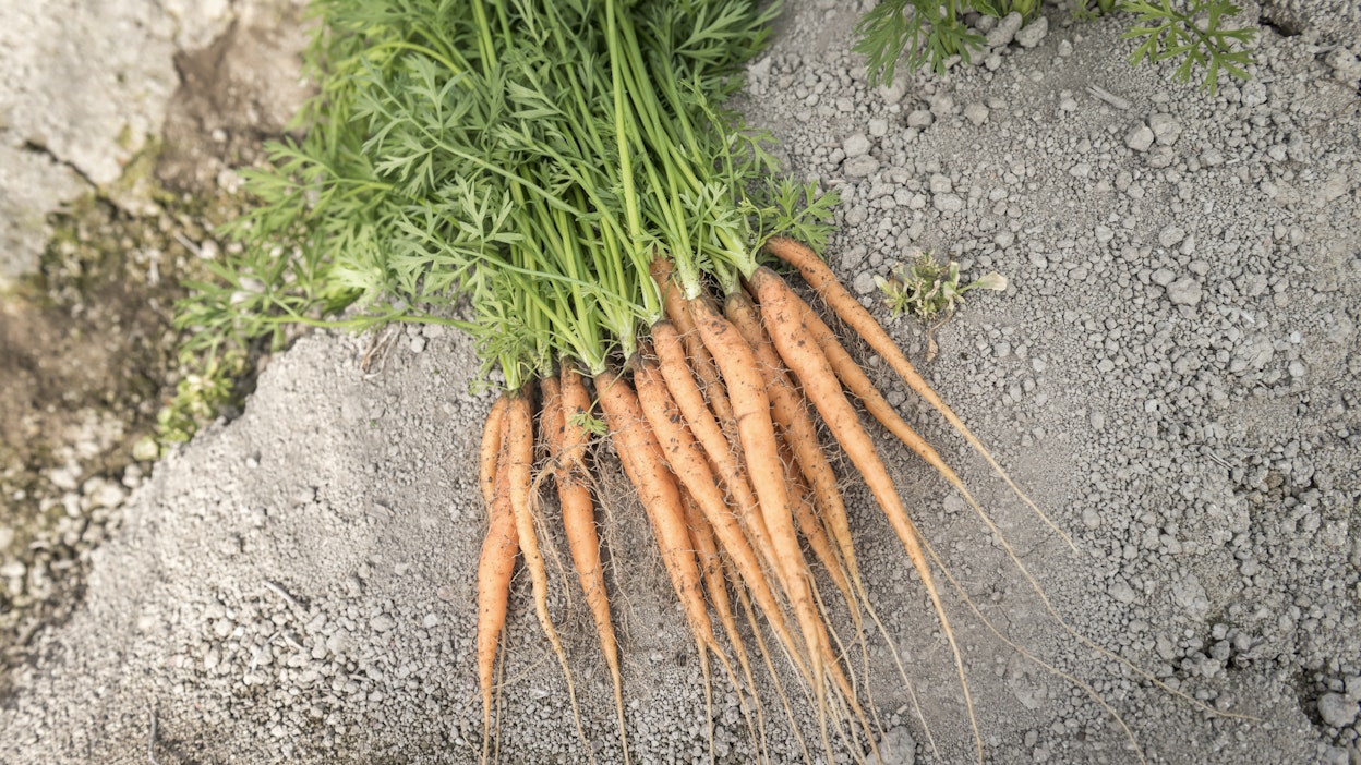 Porkkanasta saatiin tavallista heikompi sato. Märät olosuhteet haittasivat korjuuta.