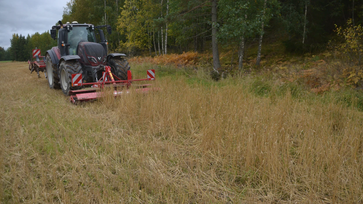 Horsch Cultro 3 TC:tä kokeiltiin puimatta jääneessä metsän varjoisassa reunassa, jonka valtion karja oli tallannut ja syönyt tyhjäksi. Kuvan kohde oli tuollaisena hankala käsitellä, mutta Cultron jäljiltä muokkaaminen oli mahdollista.