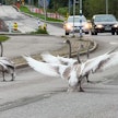 Joutsenet ovat harjoitelleet lentämistä maantiellä autojen seassa Tuusulan Jokelassa.