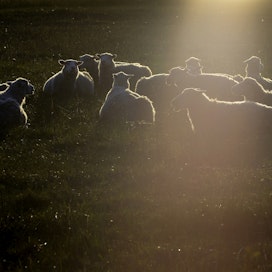 Ympäristösopimusalojen uusi rajaus uhkaa monien lammastilojen toimintaedellytyksiä. 