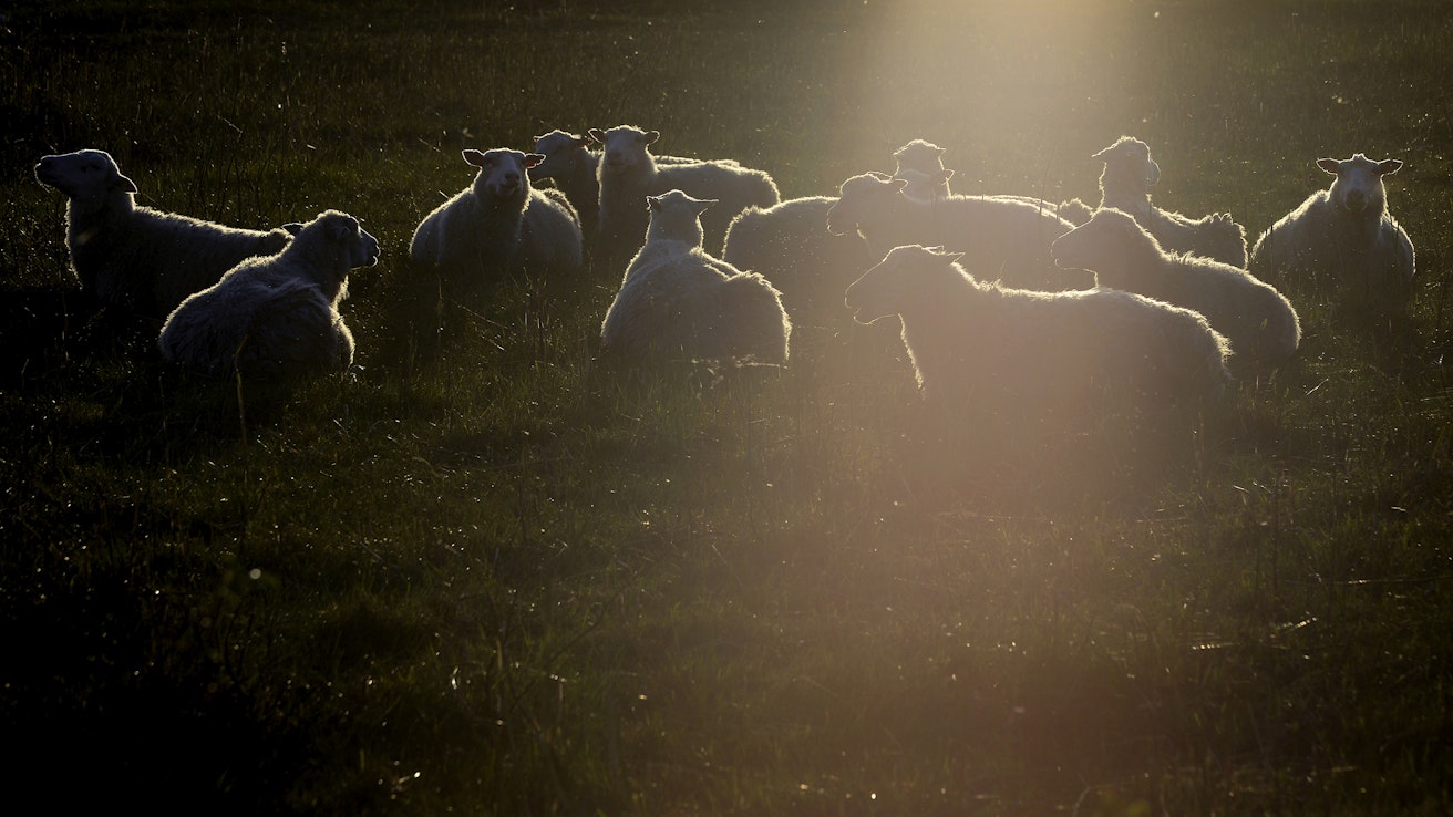 Ympäristösopimusalojen uusi rajaus uhkaa monien lammastilojen toimintaedellytyksiä. 
