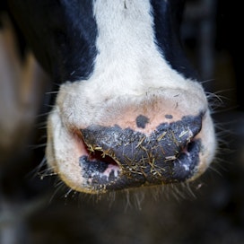 Osa lehmien syömästä rehun hiilestä palautuu ilmakehään metaanina. 