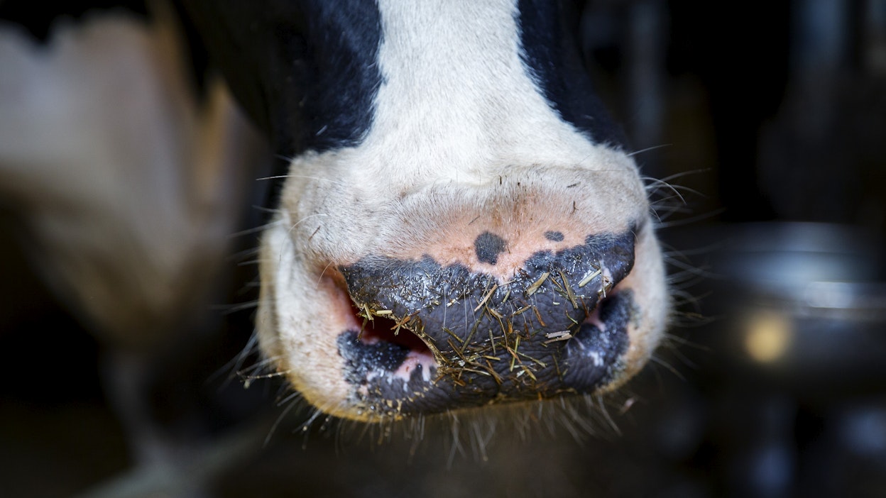 Osa lehmien syömästä rehun hiilestä palautuu ilmakehään metaanina. 
