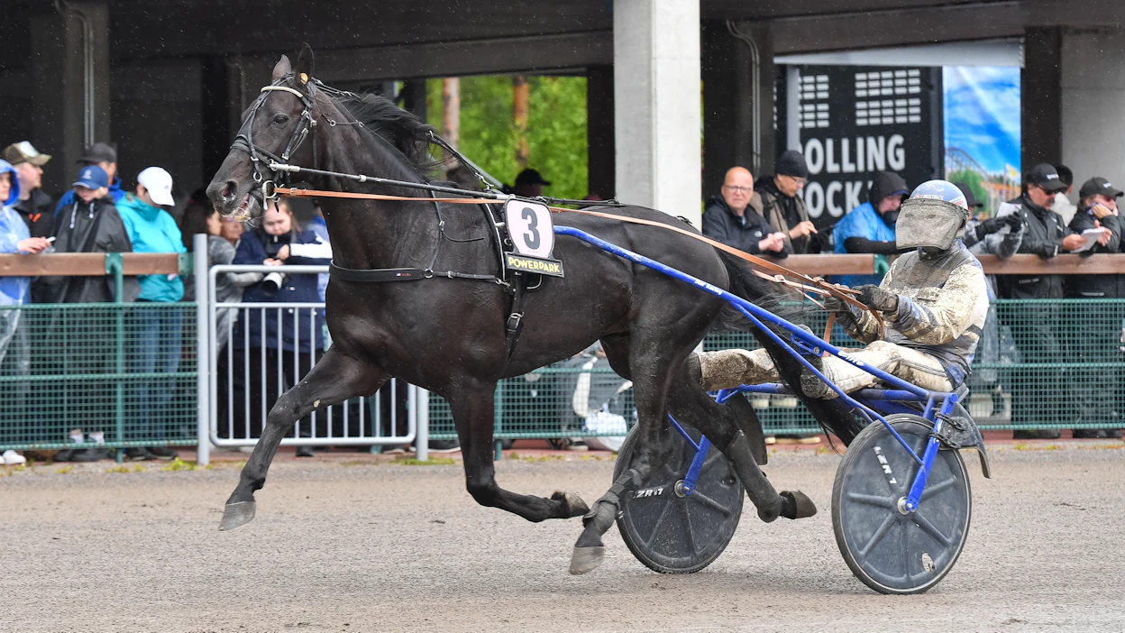 Run For Royalty on voittanut Suur-Hollola Ajon kahdesti kuvan Pekka Korven valmentamana. Ohjastajina ovat voitoissa olleet Janne Korpi sekä Antti Teivainen.