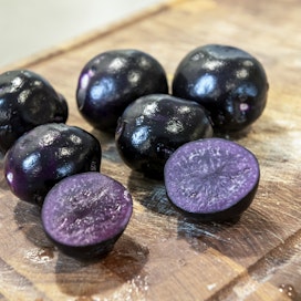 Synkeä Sakari -peruna on viime aikoina ollut kokonaan violetti, mutta aikaisemmin perunassa on näkynyt vaaleaa marmorikuviota.