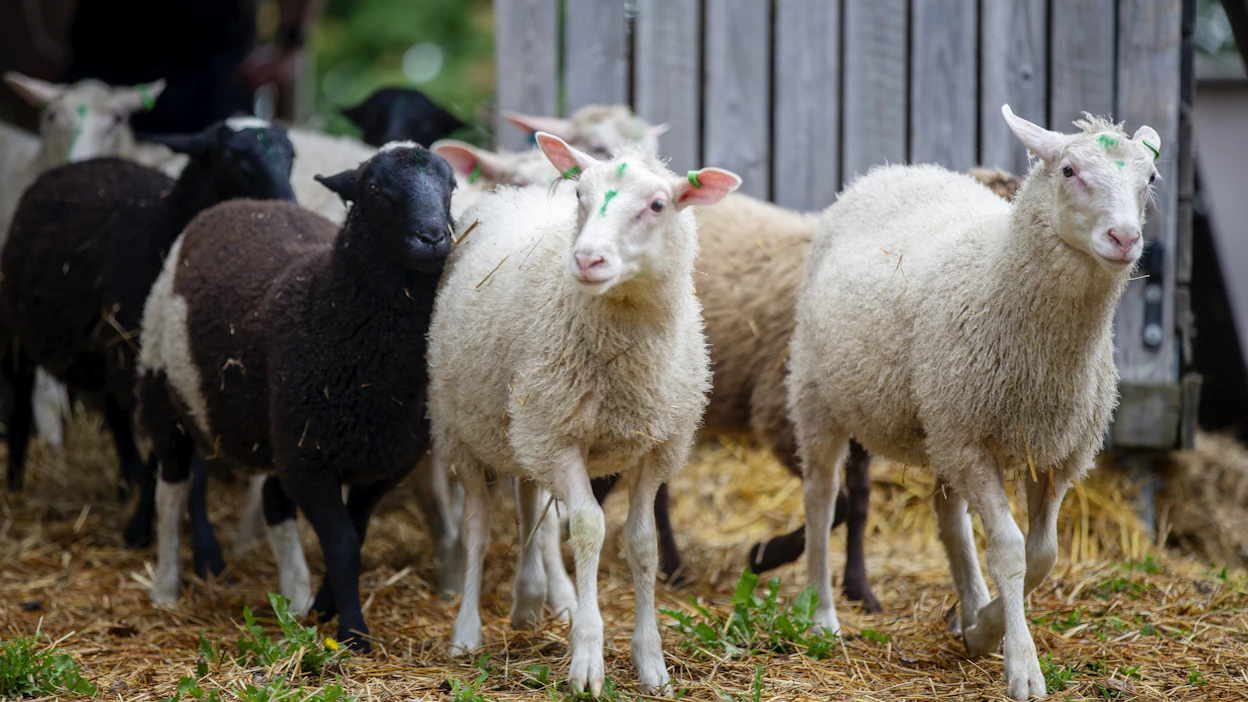 SheepX-rotuun tulee todennäköisesti ominaisuuksia ruotsalaisesta finnulls-rodusta, joka on sukua suomenlampaalle. Kuvassa suomenlampaita.