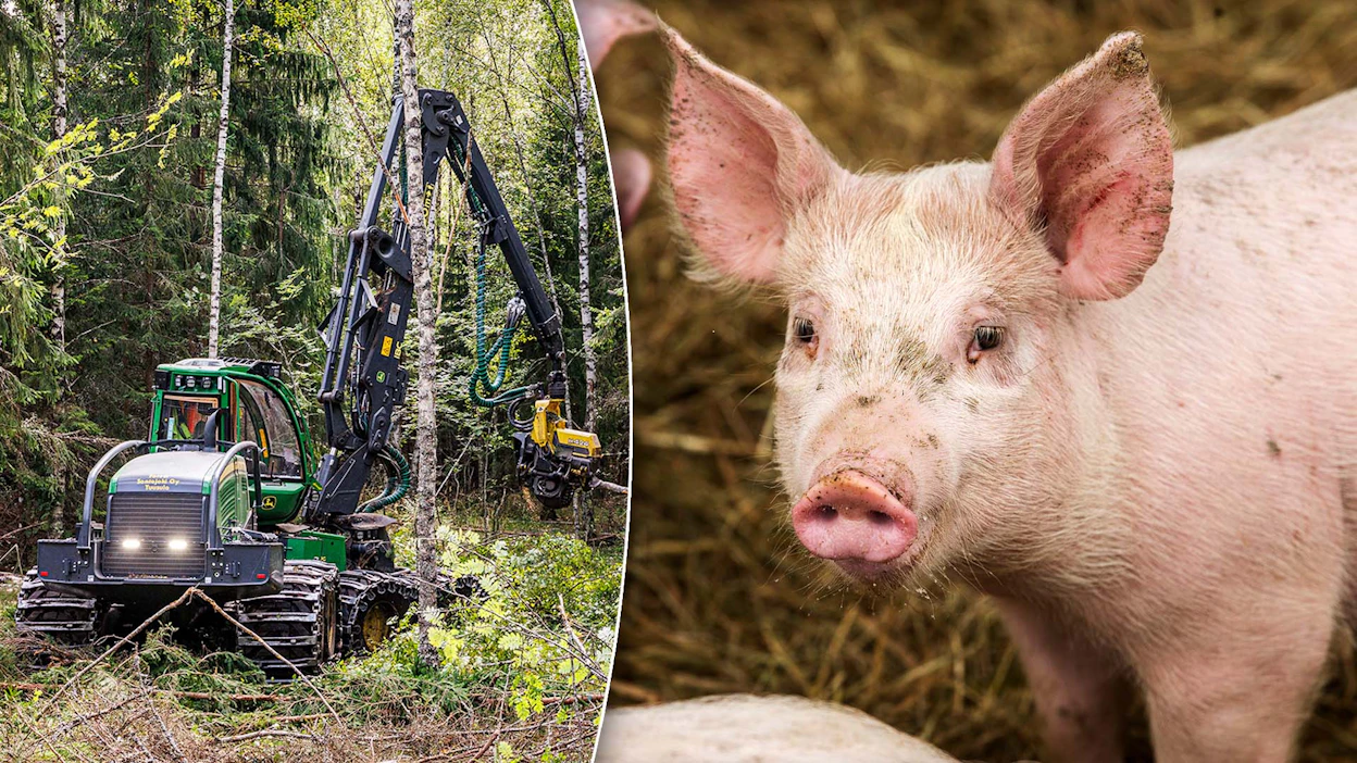 Mikäli hakkuurajoitukset laajenevat, niin metsänomistajilta voi jäädä saamatta noin 60 miljoonaa euroa kantorahatuloja vuodessa. Sianlihan viennin arvo on noin 75 miljoonaa euroa vuodessa.