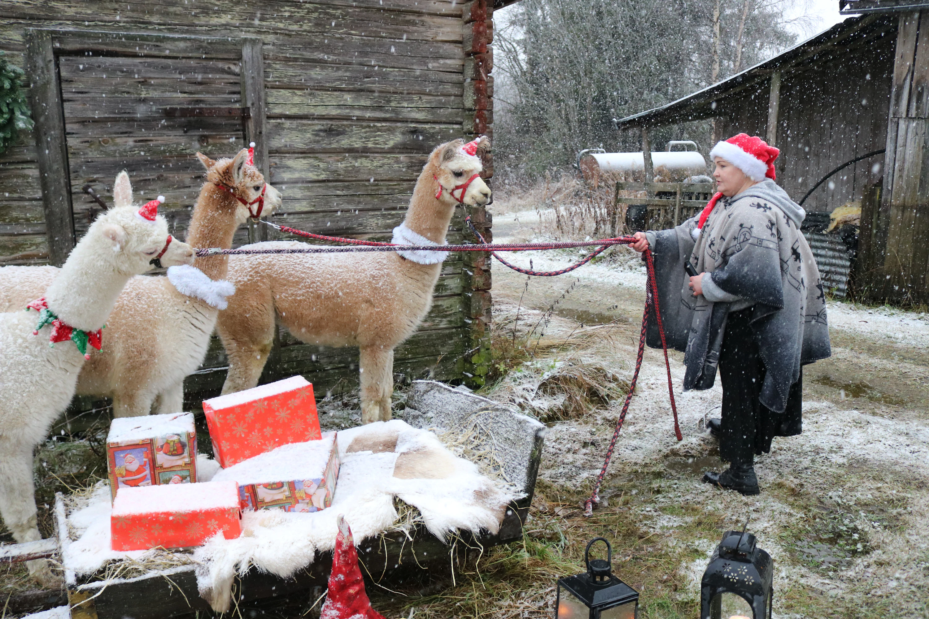 Eija Murtoperän kipparoima Onnentähden alpakat on Pohjois-Suomen suurin alpakkatila. Kuvassa Eija ja tallin leidit, Gerda, Demi ja Bertta.