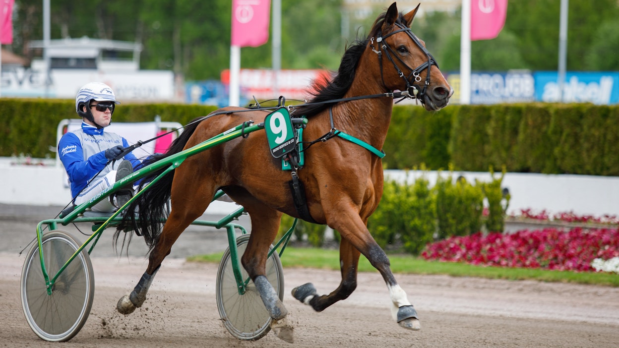 Sybille Tinterin Filippa B.J. on kehittynyt nelivuotiskauden aikana starttien myötä tammaderby-finalistiksi. Kuvassa tamma Andreas Lövdalin ohjastamana Elitloppetperjantaina.