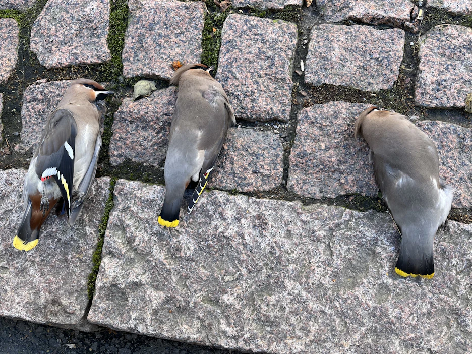 Ohikulkija oli kerännyt ikkunoihin törmänneitä tilhiä katukivetykselle perjantaina Vaasankadulla Helsingissä.