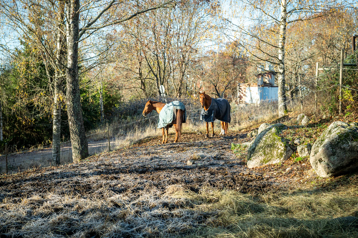 Jonhannes Lahtinen sanoo, että ratsastuskouluhevosten hyvinvointi on viime aikoina ollut paljon esillä.