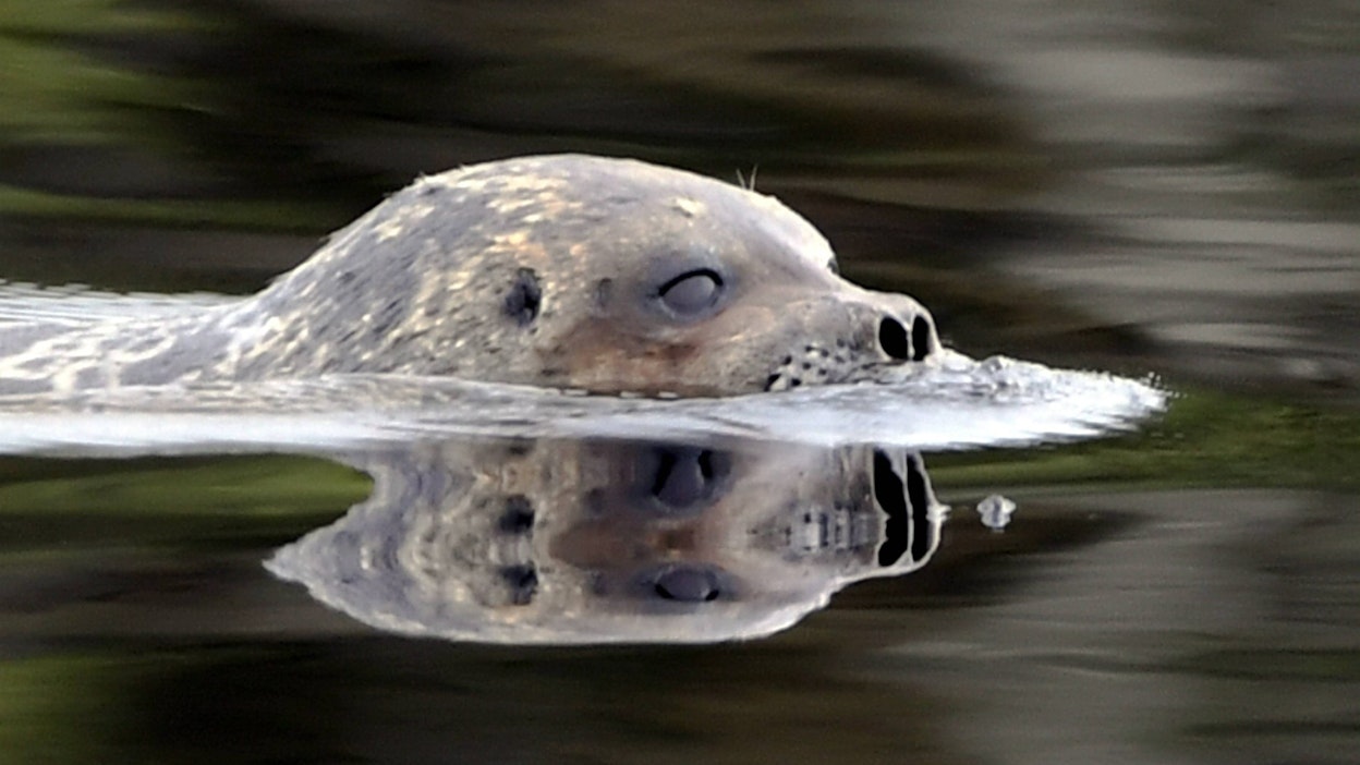 Ilmastonmuutoksen ohella saimaannorppaa uhkaa ihmistoiminta.