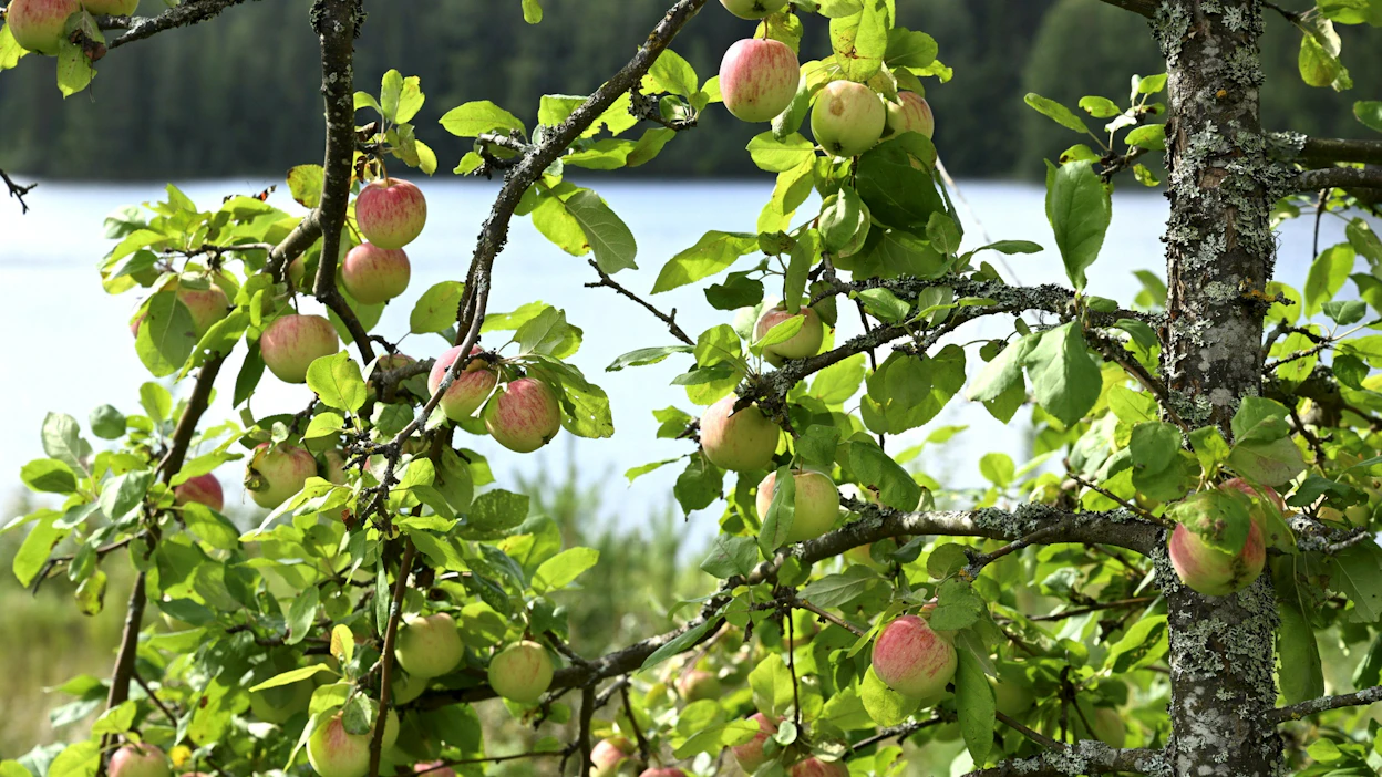 Vuosi on ollut niin lämmin, että omenien tulo aikaistui ja eri omenapuulajikkeet tekevät hedelmää samaan aikaan. LEHTIKUVA / HEIKKI SAUKKOMAA.