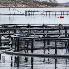 Elävän rehun antaminen kalanpoikasille tukee niiden terveyttä ja kasvua. Tanskalaiset tutkijat keksivät keinon tällaisen rehun tuotantoon.