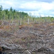 Sähkölinjan tieltä kaadettua metsää. Kuvituskuva.