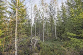 Sekametsät on jaettu kahteen tyyppiin. On varsinaisia sekametsiä ja lievästi sekapuustoisia metsiä. Varsinaisessa sekametsässä pääpuulajin osuus on korkeintaan 75 prosenttia.