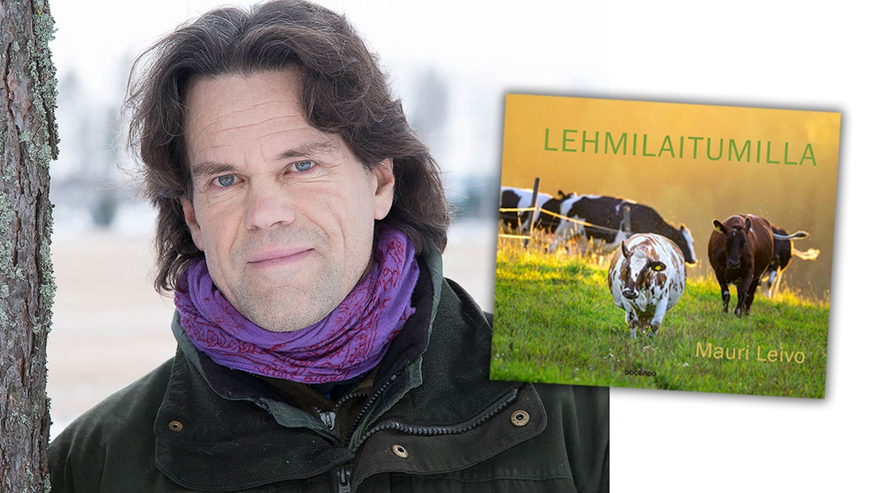 Luontokuvaaja Mauri Leivo on kuvannut lehmiä yli kaksikymmentä vuotta.