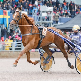 Moni Viking ja Björn Goop voittivat Harper Hanoverin lähdön 2020 ME-tuloksella 11,9. Kuva on samasta kisasta 2022 (neljäs). Ori oli myös Elitloppetin finaalissa viides 2021.
