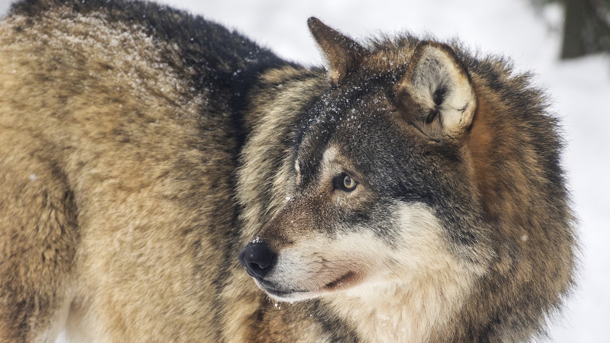 Sudet työllistävät poliisia Varsinais-Suomessa.