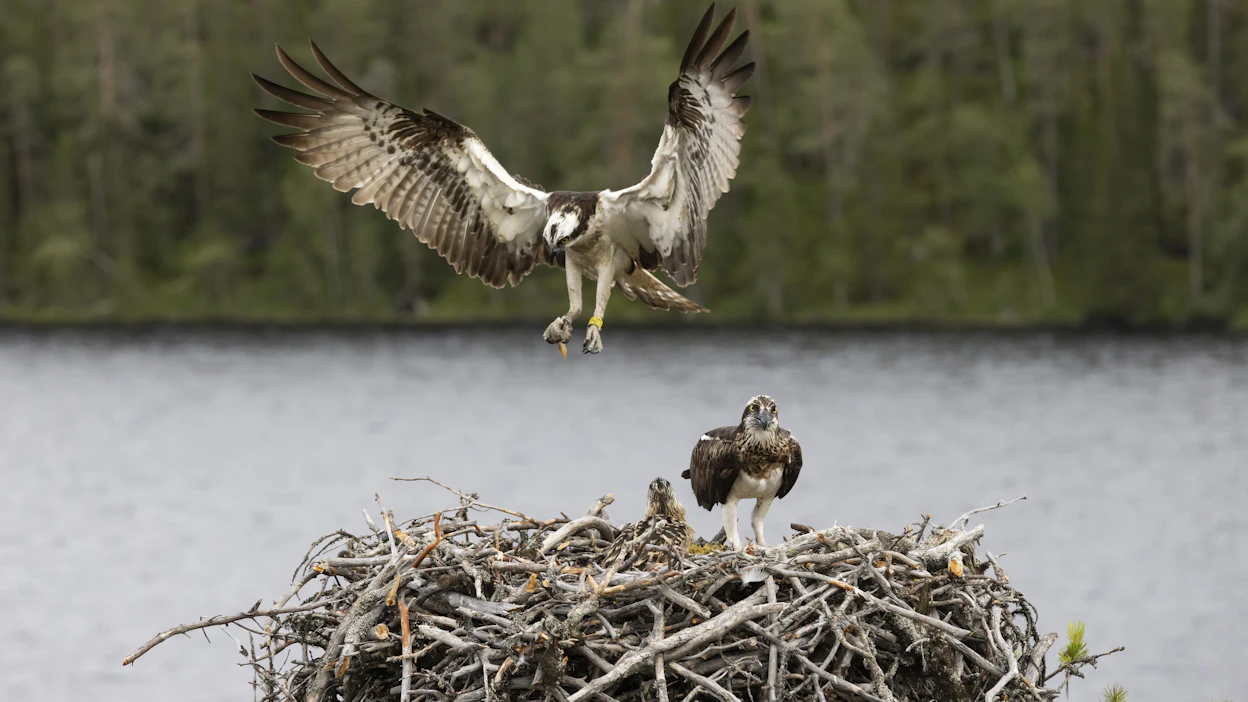 Sääkset palaavat keväisin Suomeen usein samaan pesään, joka sijaitsee yleensä puun latvassa. Kuvituskuva.