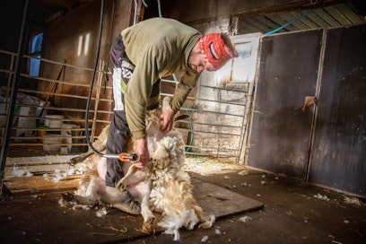 Kerinnän kustannukset ylittävät nykytilanteessa monella tilalla villasta saatavat tulot. Arkistokuva. Virolainen ammattilainen Siim Sellis keritsemässä itäsuomalaisella tilalla. 