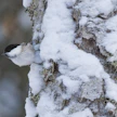 Suomessa pesii arviolta 350 000–490 000 hömötiaisparia. Vielä 1950-luvulla maamme hömötiaiskannaksi arvioitiin 1,4 miljoonaa paria.