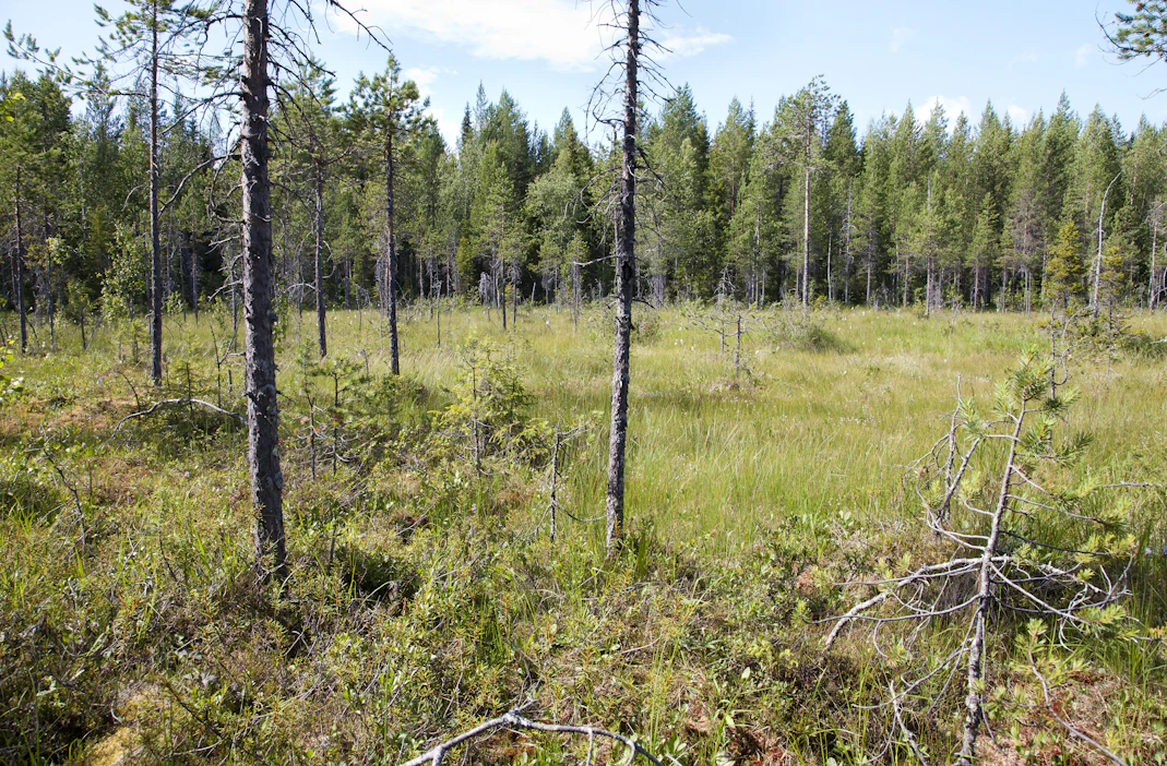 ”Suomalaisten ei pidä myydä maitaan ja metsiään Brysselin ylikansalliseen moraalipörssiin”, kirjoittaa Teemu Keskisarja.