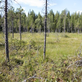 Valtio on päättänyt suojelella 30 000 hehtaaria lisää Metsähallituksen maita.