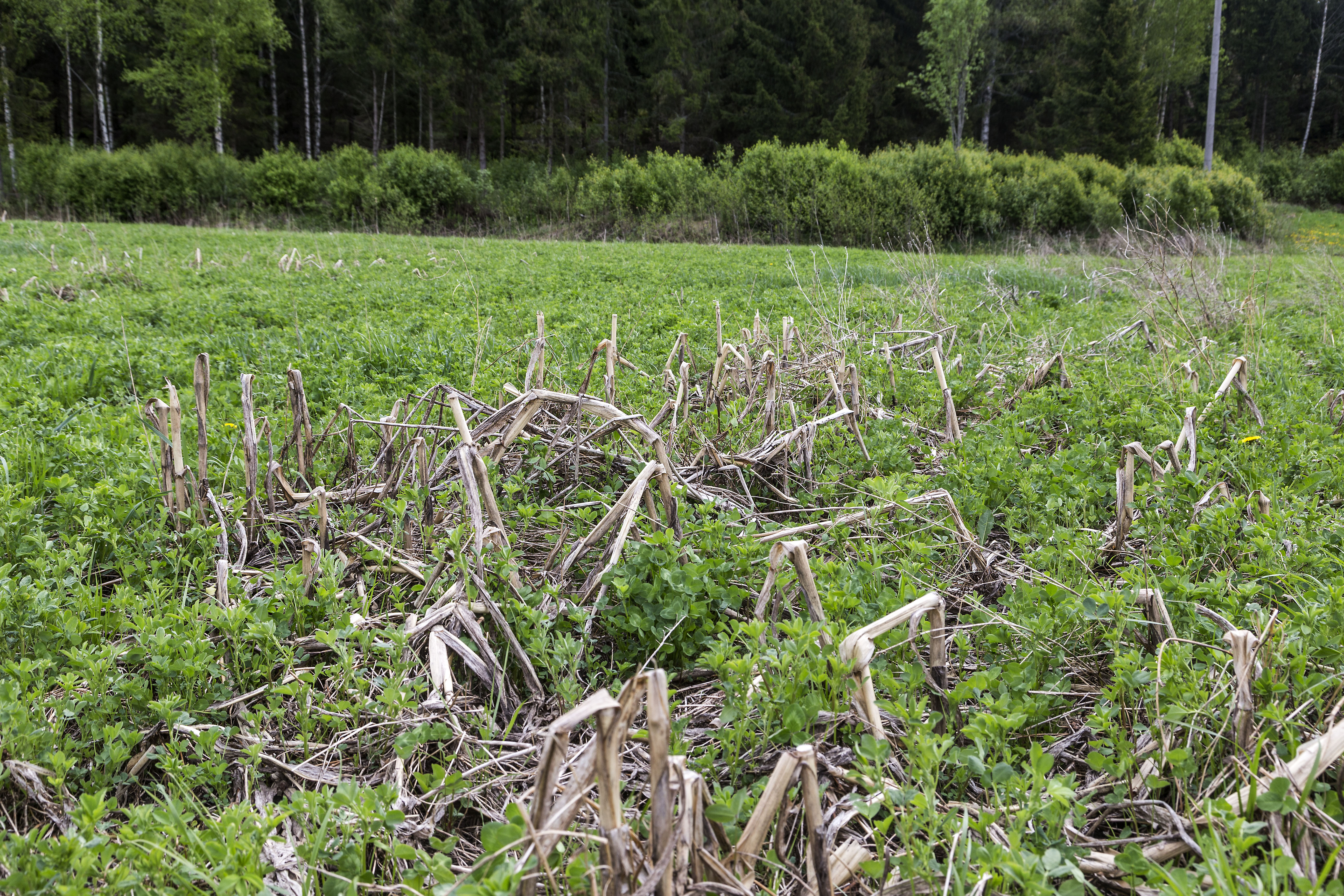 Riistapeltokasvustoa. Kuvituskuva.