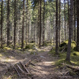 EU:n metsästrategian toivotaan huomioivan metsän eri käyttömahdollisuudet.