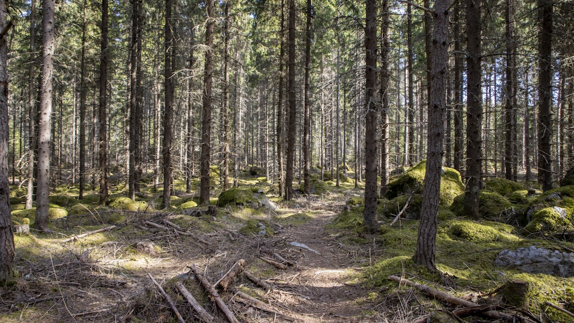 EU:n metsästrategian toivotaan huomioivan metsän eri käyttömahdollisuudet.