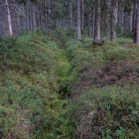 Suomessa on paljon metsäojitettuja alueita, joissa usein tehdään koko ojaverkoston syvennys alkuperäiseen syvyyteen. Mutta onko se tarpeen?