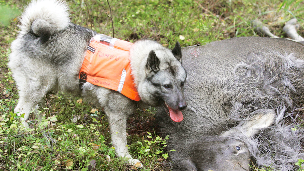 Metsästettyjen hirvien sisäelimiä, etenkään keuhkoja, ei tule jättää luontoon eläinten syötäviksi eikä niitä tule antaa koirille.