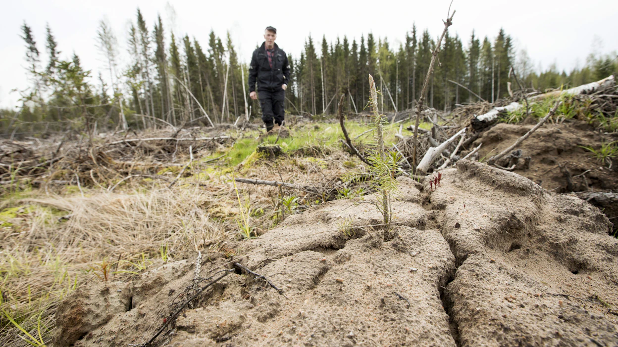 Myyrät aiheuttavat merkittäviä metsätuhoja nakertamalla taimikoita. Jos syötyjä taimia on runsaasti, on harkittava täydennysistutuksen tarvetta.