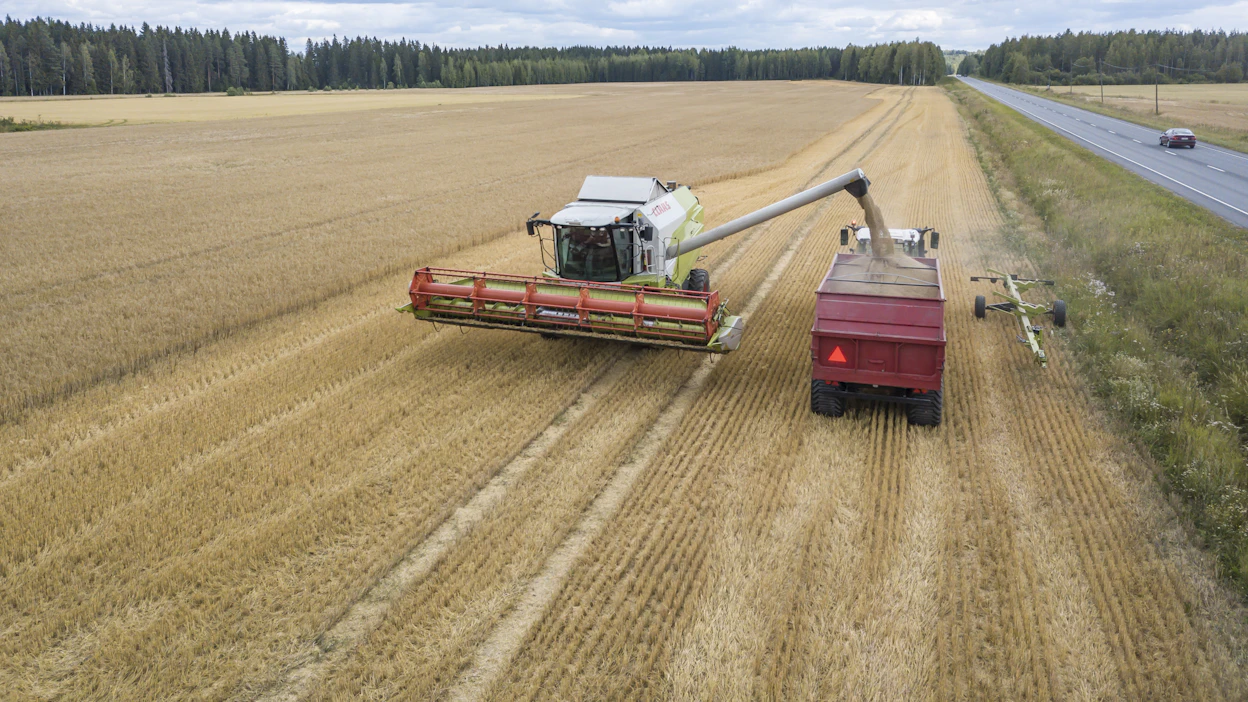 Ruotsissa meneillään olevan sadonkorjuukausi näyttää sadon osalta hyvältä, kuvituskuvassa puidaan ohraa Suomessa.