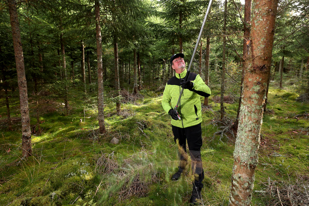 Havupuu Heikki Puputti oy:n yrittäjä Heikki Puputti keräsi havuja pystykarsimalla talousmetsää Köyliössä syyskuussa.