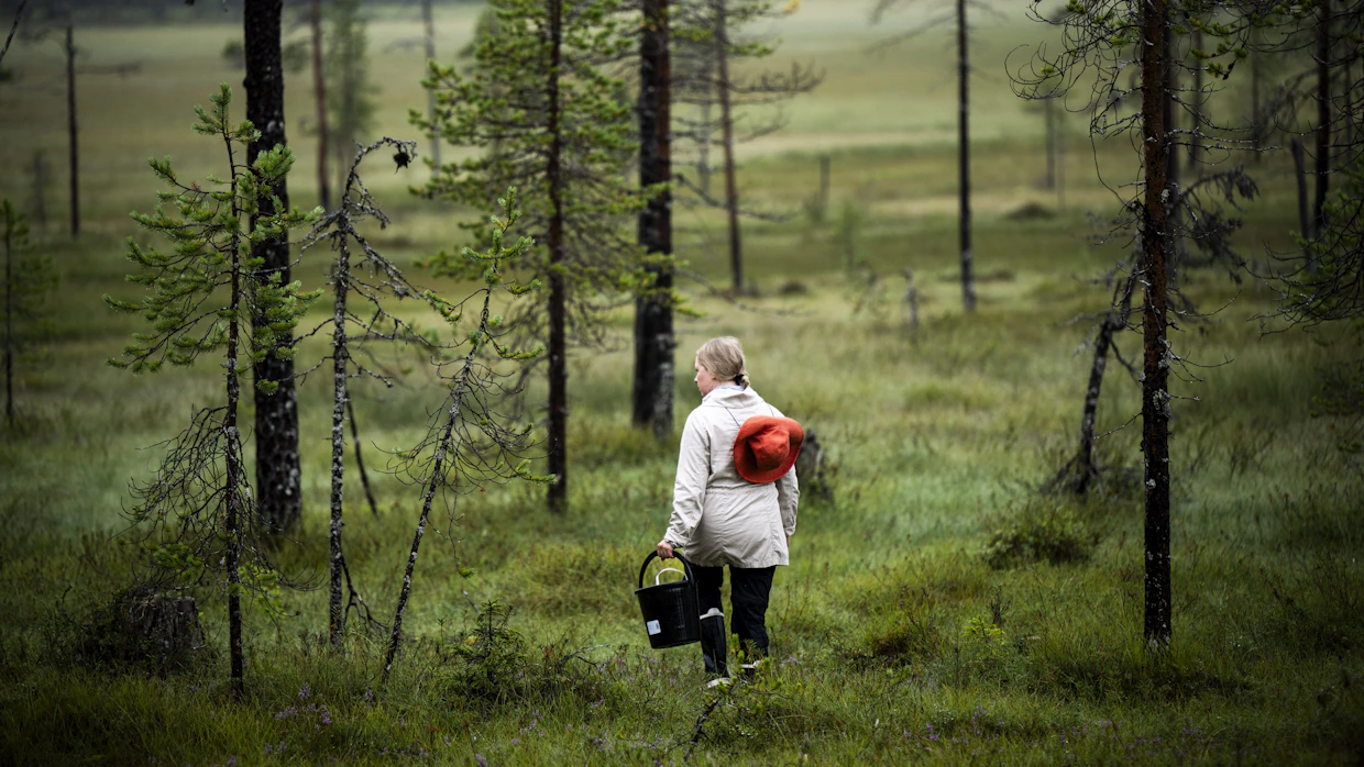 Hillaviikko Sallassa on Kati Saoneginille perinne, josta hän haluaa pitää kiinni. Hän on käynyt hillassa pienestä pitäen. Itse löydetty apaja on hillastajan paratiisi.
