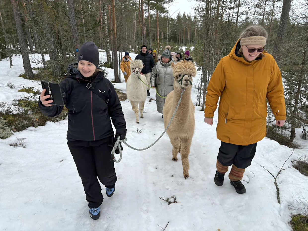 Katri Tammela taluttaa Suloa ja kuvaa samalla metsäretkeä omaan blogiinsa. Sari Ketosara (oik.) ohjaa vieressä alpakkaretkiryhmää oikealle polulle.