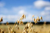 EU:n kaurasato onnistui tänä vuonna, mikä jarruttaa suomalaisen kauran vientiä, PTT ennakoi.