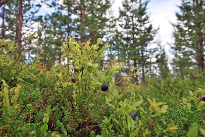 Metsämarjoja Lapissa.