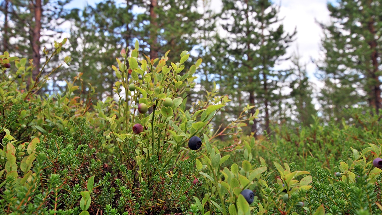 Metsämarjoja Lapissa.