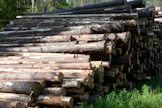 Järeysrunkohinnoittelussa puut ostetaan kokonaisina runkoina ja metsänomistajalle maksettava hinta perustuu kaadettujen puiden keskijäreyteen eli keskitilavuuteen.