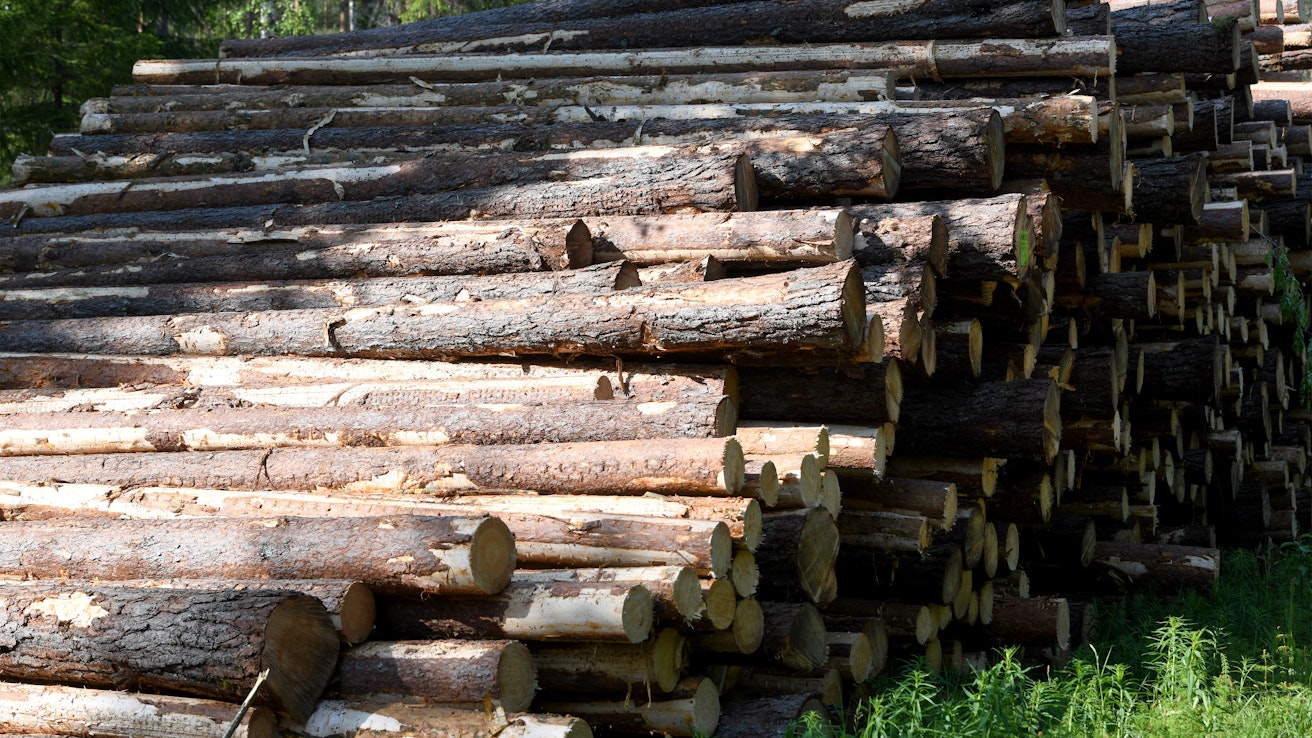 Järeysrunkohinnoittelussa puut ostetaan kokonaisina runkoina ja metsänomistajalle maksettava hinta perustuu kaadettujen puiden keskijäreyteen eli keskitilavuuteen.