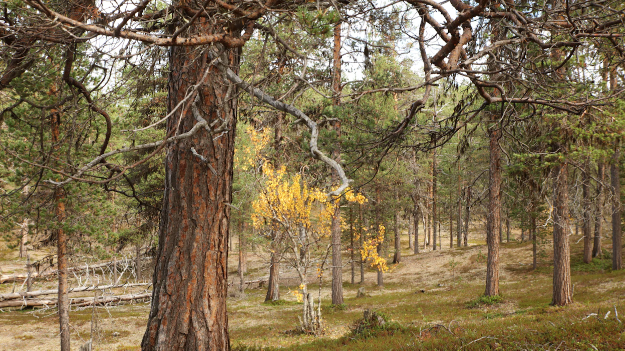 Lapin luonnonmetsät ovat tärkeitä turvapaikkoja pohjoisen karuihin oloihin sopeutuneille vanhan metsän lajeille.