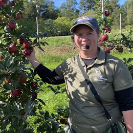 Neuvoja Pernilla Gabrielsson esitteli Ålands Hushållningssällskapetin hedelmäkoetarhan komeita omenoita keskiviikkona 6.9. 