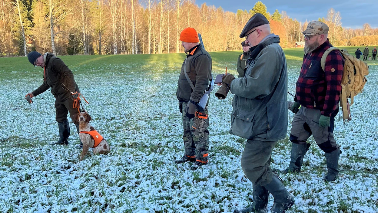 Bretoni Kuje pääsee odottelun jälkeen töihin. Kuvassa Kujeen omistaja, kilpailussa ampujana toiminut Toni Hanninen, ylituomari Matti Silvennoinen ja koetoimitsija Jani Angervuo.