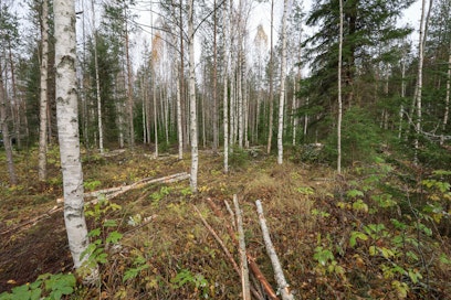 Suomen metsäkeskuksen viimeisimmässä korjuujäljen tarkistuksessa tutkituista kohteista 18 prosenttia täytti metsänhoitosuositukset, huonolaatuista oli 6 prosenttia.