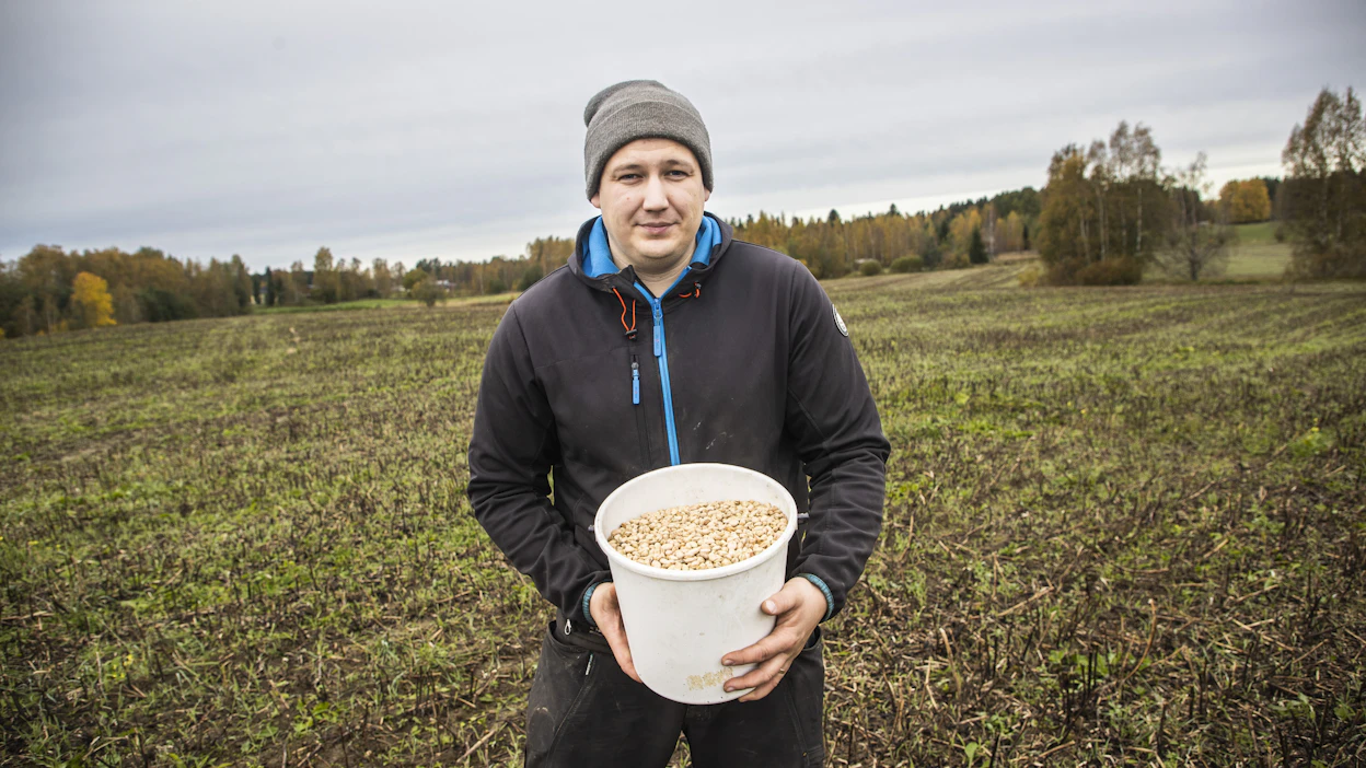 Saksalaislajikkeiden menestykseen Suomessa voi vaikuttaa ilmastonmuutos. Vuoden 2018 jälkeen hellejaksot ovat pidentyneet ja kuivuuskin on muuttunut liki jokakesäiseksi ilmiöksi, Kaarle Tavela pohtii. ”Omasta lapsuudesta muistan, että kesäkuussa satoi koko ajan ja oli kylmä.”