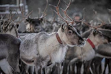 Kuvan porot eivät liity tapaukseen. 