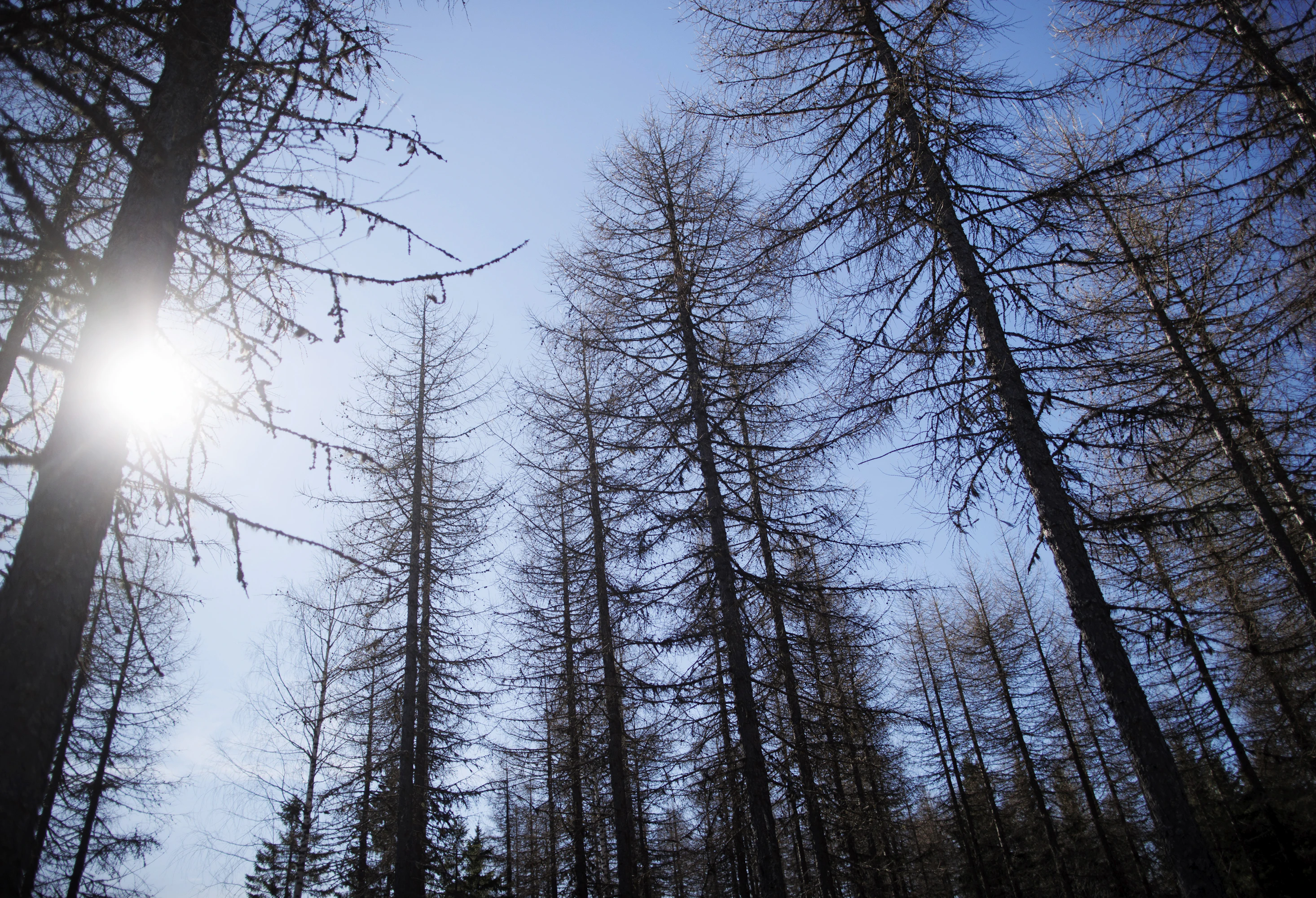 Tykkylumesta selvinneet lehtikuuset ovat kasvaneet hyvin ja säilyneessä osassa on tehty jo ensimmäinen harvennus.